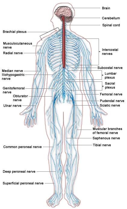 sistem saraf
